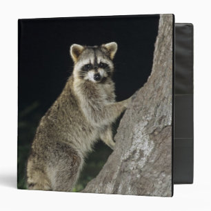Northern Raccoon, Procyon lotor, adult at tree Binder