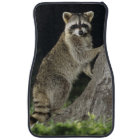 Northern Raccoon, Procyon lotor, adult at tree