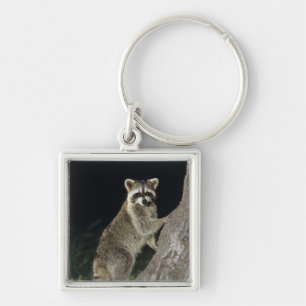 Northern Raccoon, Procyon lotor, adult at tree Keychain