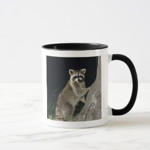Northern Raccoon, Procyon lotor, adult at tree Mug