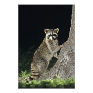 Northern Raccoon, Procyon lotor, adult at tree Photo Print