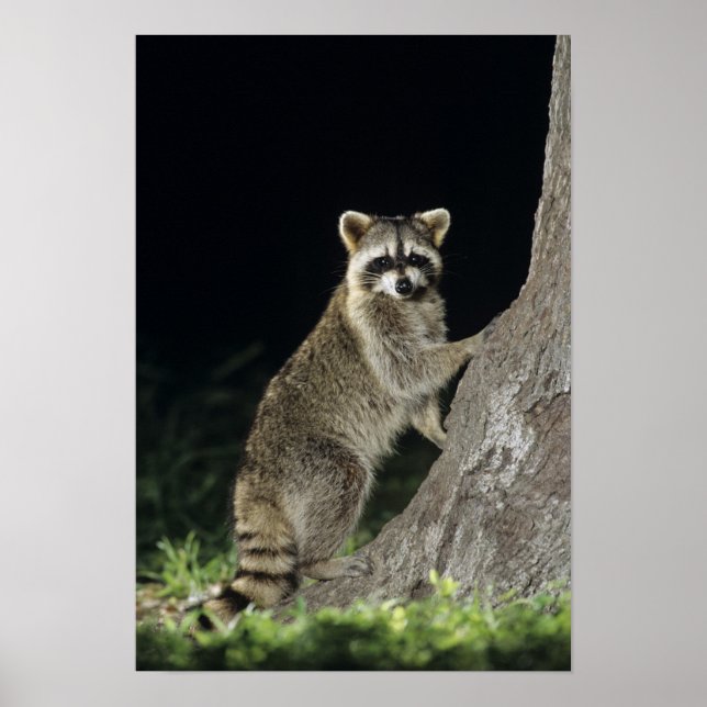 Northern Raccoon, Procyon lotor, adult at tree Poster (Front)