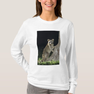 Northern Raccoon, Procyon lotor, adult at tree T-Shirt