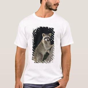Northern Raccoon, Procyon lotor, adult at tree T-Shirt