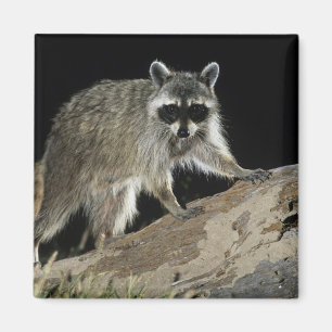 Northern Raccoon, Procyon lotor Magnet
