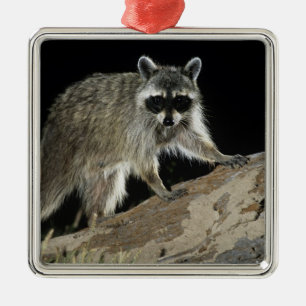Northern Raccoon, Procyon lotor Metal Ornament