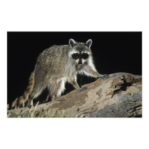 Northern Raccoon, Procyon lotor Photo Print