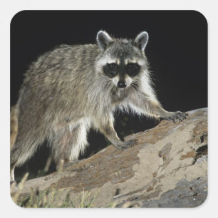 Northern Raccoon, Procyon lotor Square Sticker