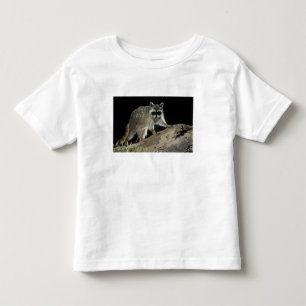 Northern Raccoon, Procyon lotor Toddler T-shirt