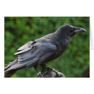 Northern Raven
