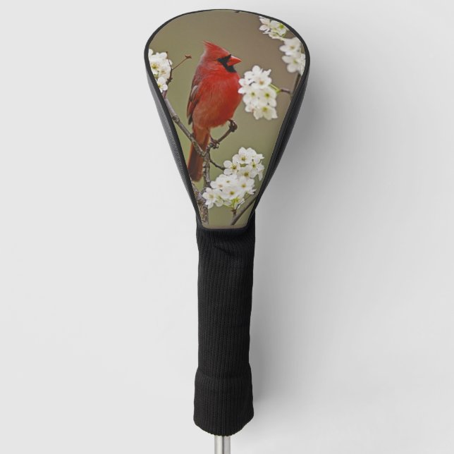 Northern Red Cardinal Among Blossoms of Pear Tree Golf Head Cover (Front)