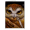 NORTHERN SAW-WHET OWL CARD