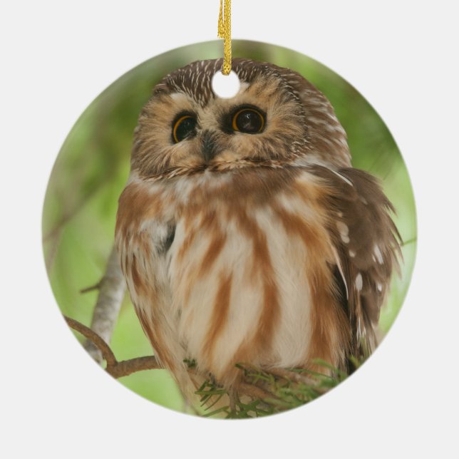 Northern Saw-whet Owl Ceramic Ornament (Back)