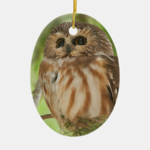 Northern Saw-whet Owl Ceramic Ornament