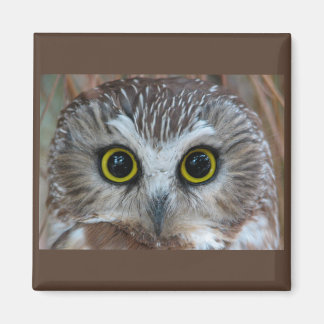 Northern Saw-whet Owl Close-Up Magnet