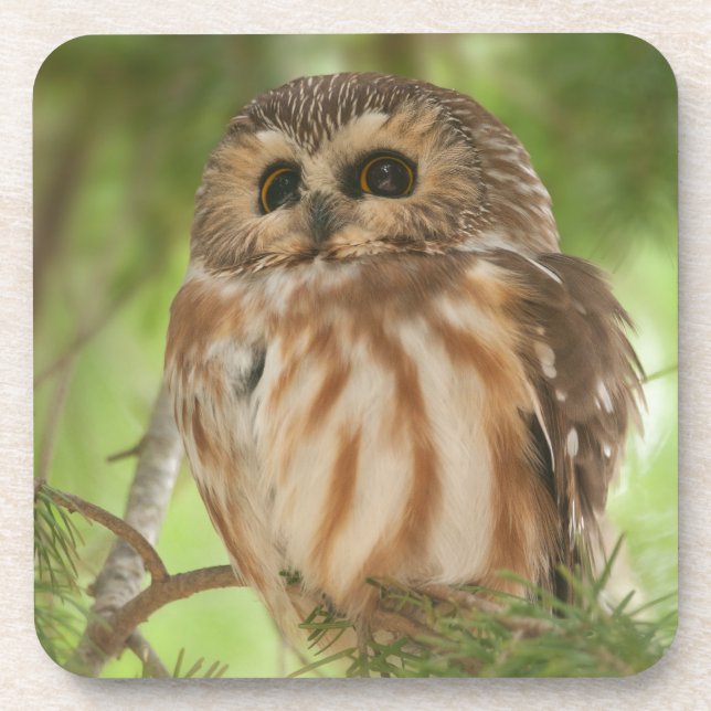 Northern Saw-whet Owl Coaster (Front)