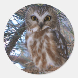 Northern Saw-Whet Owl in Pine Tree Classic Round Sticker