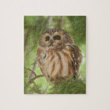 Northern Saw-whet Owl