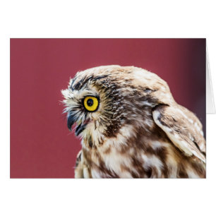 Northern Saw-Whet Owl Portrait