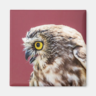 Northern Saw-Whet Owl Portrait Magnet