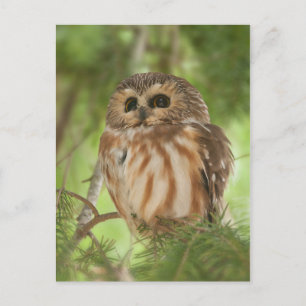 Northern Saw-whet Owl Postcard