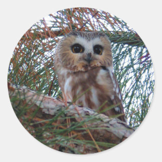 Northern Saw-Whet Owl with Huge Eyes Classic Round Sticker