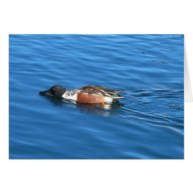 Northern Shoveler (Front Horizontal)