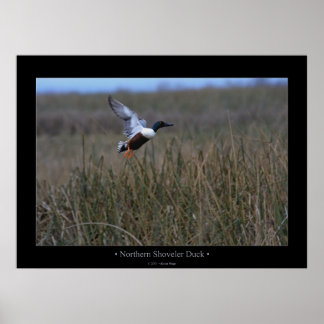 Northern Shoveler Duck Poster