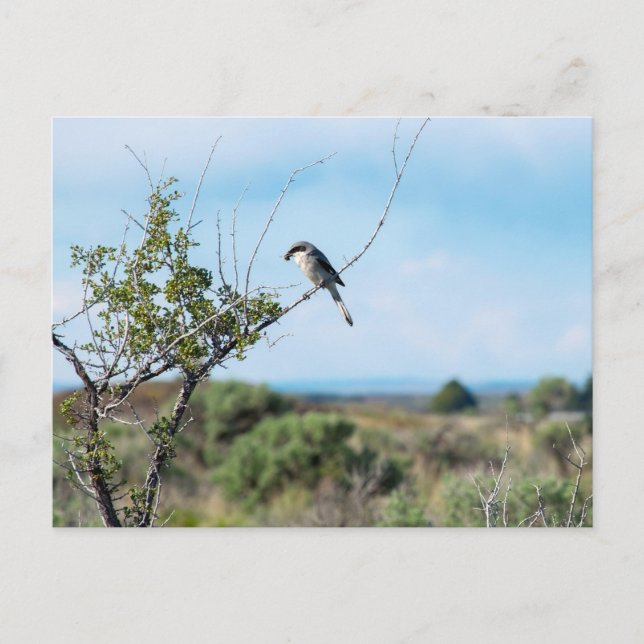 Northern Shrike Postcard (Front)