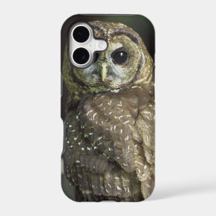 Northern Spotted Owl