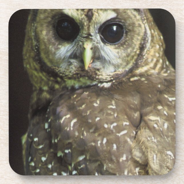Northern Spotted Owl Coaster (Front)