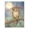 Northern Spotted Owl Fine Art Wildlife