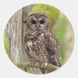 Northern Spotted Owl -Last stand in BC Classic Round Sticker