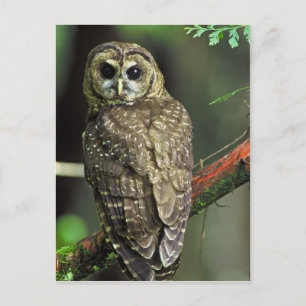 Northern Spotted Owl Postcard