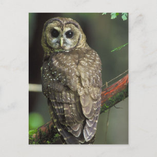Northern Spotted Owl Postcard