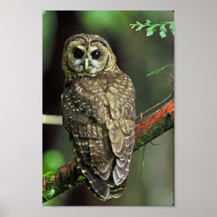 Northern Spotted Owl Poster