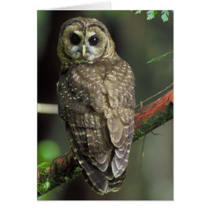 Northern Spotted Owl - Strix occidentalis caurina