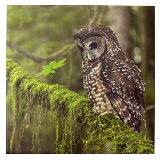 Northern Spotted Owl (Strix occidentals caurina) Tile (Front)