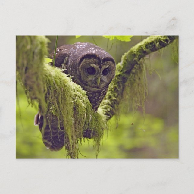 Northern Spotted Owl Strix occidentals Postcard (Front)