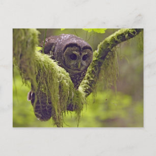 Northern Spotted Owl Strix occidentals Postcard