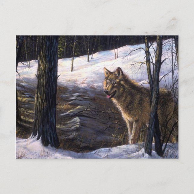 Northern Timber Wolf Postcard (Front)