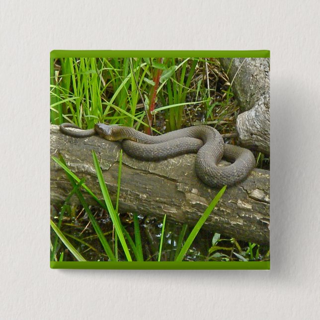 Northern Water Snake Basking on Log Multiple Items 2 Inch Square Button (Front)
