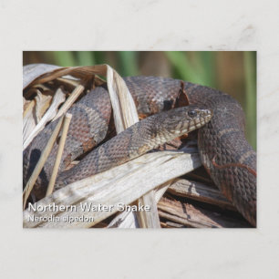 Northern Water Snake Postcard