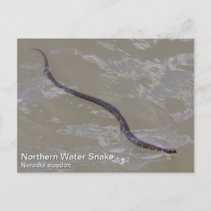 Northern Water Snake Postcard
