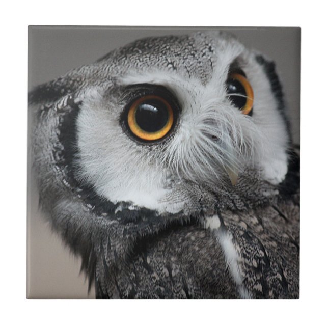 Northern White-faced Owl , Ptilopsis leucotis Tile (Front)