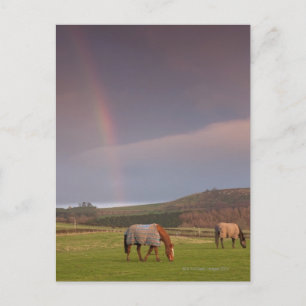 Northumberland, England Postcard