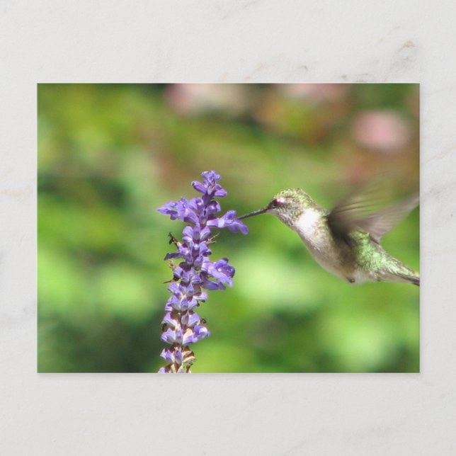 Northwood's Hummingbird Postcard (Front)
