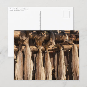 Norway Lofoten Stockfish Postcard