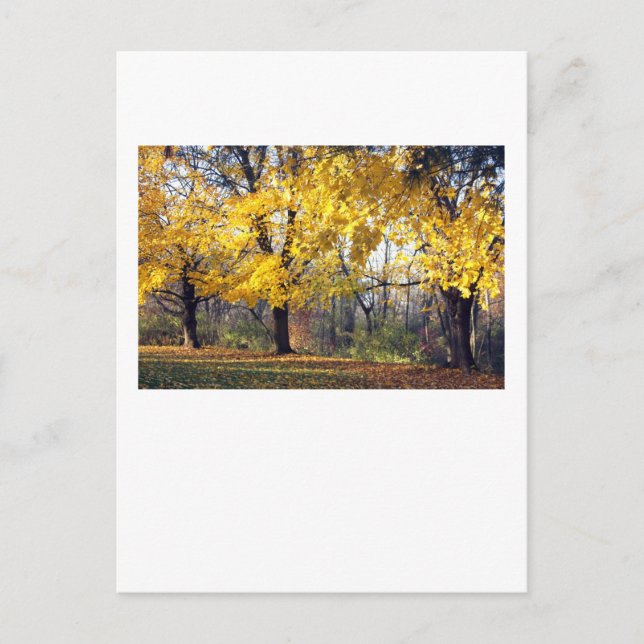 Norway Maples Postcard (Front)