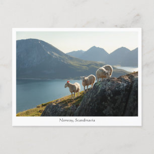 Norway Sheep Postcard